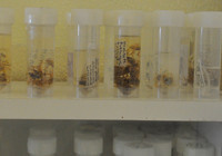 Gümüşhane Üniversitesi öğretim üyeleri, yeni 'otbiçen' türü keşfetti