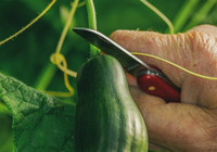 Turşu tüketiminin sağlığa olan faydaları nelerdir?