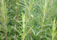 Yol kenarında bile yetişiyor: Doğal ağrı kesici! Ne iltihap kalır ne ödem!