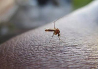 Tam Covid-19 bitiyor derken yeni salgın alarmı! Sivrisinek ısırmasıyla bulaşıyor