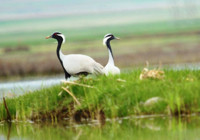 Nesli tehlike altındaki telli turna çifti, aynı yerde yuvalandı
