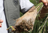 Bayram tatilinde çam kese böceğine dikkat!