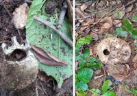 Ormanda insan kafatası ve kemikleri bulundu