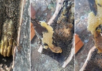 Kilosu bin 500 liradan satılıyor! Birçok hastalığa şifa