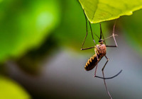 Sağlık Bakanlığı'ndan sivrisinekten korunma rehberi