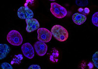 Sağlıkta çığır açan araştırma...