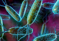 ABD'de et yiyen bakteri alarmı: Vaka sayılarında artış sürüyor