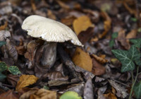 Ordu'da 6 kişi ormandan topladıkları mantardan zehirlendi