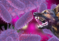 Uzman isimden çok kritik" kuduz" uyarısı: Açık yaraya temas eden hayvan salyası da kuduza neden olabiliyor