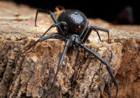 Türkiye'nin zehirlenme haritasında "karadul" artışı