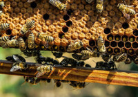 ABD Tarım Bakanlığı, arı aşısını onayladı