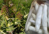 Bu sakızın kilosu tam 2 bin 500 TL; Yararlarına inanamayacaksınız