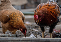 Eskişehir'de kuş gribi alarmı: 5 mahalle karantinada