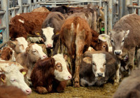 Avrupa'nın en büyük canlı hayvan pazarı şap hastalığı nedeniyle kapatıldı