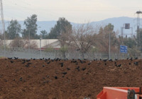 Erzurum'dan sonra şimdi de Şırnak! Tüm ilçeyi istila ettiler