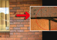 Fotoğrafa dikkatli bakınca şoku yaşadılar! Kendini öyle bir kamufle etmiş ki...