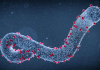 Tehlike kapıda: Yeni virüsün adı Marburg