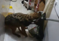 Bursa'da eve giren tilki, aileyi 4 saat boyunca rehin aldı