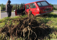 Kontrolden çıkan otomobil çarptığı ağacı kökünden söktü