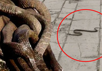 Yuvalarından çıktılar! İstila başladı; O ilimizde vatandaşlar diken üstünde