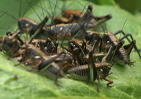 Muş'ta alarm durumuna geçildi! Önlerine ne çıkarsa yok ediyorlar