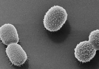 Bilim adamları yapay zekayla yeni antibiyotik geliştirdi