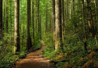 Bir ilde daha ormanlara girişler yasaklandı