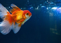 Bilim insanları açıkladı: Balıkların beynindeki yaşlanmayı durdurdular