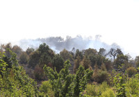 Bolu, Antalya, Denizli, Ankara ve Eskişehir’de orman yangını