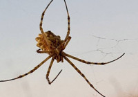 Dünyanın en zehirli örümceklerinden… Türkiye’de görüldü!