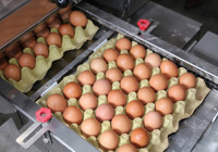 Yumurta üreticileri, Rekabet Kurulu'nda sözlü savunma yapacak