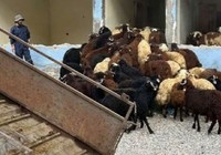 Hakkari'de kaçakçılık operasyonlarında 23 şüpheli yakalandı