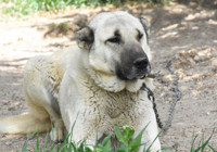 Kangal köpeklerinin eğitilebilirliği 'yapay zeka' ile ortaya çıkarılacak