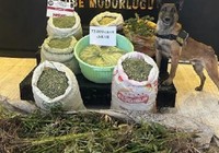 Hakkari'de 72 kilo esrar ele geçirildi!