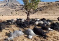 Hakkari'de yıldırım isabet eden 62 küçükbaş hayvan öldü