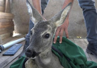 Köpeklerin saldırdığı yavru karaca tedaviye alındı