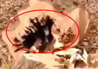 Kesilen ağacın içinden bakın hangi canlı çıktı! Görenlerin ağzı açık kaldı