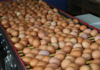 Yumurta üreticilerinden sözlü savunma