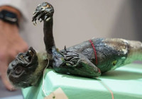 Denizkızı efsanesi çözülüyor: Balık, maymun ve kertenkele karışımı