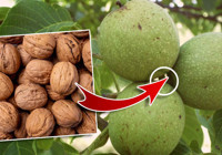 Küçüklükten beri yanlış öğrenmişiz! Ceviz ağacının dibinde gerçekte neden oturulmaz?