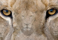 Üstün zeka testine bakanlar büyük hata yaptı! Sadece 1 tane gördüyseniz işiniz zor