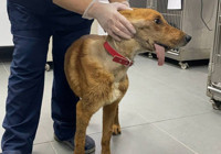 Ölmek üzereyken bulunan ‘Mucize’nin çenesi alındı