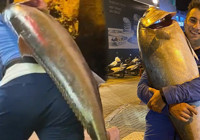 Balıkçının oltasına 41 kiloluk akya takıldı: ’10 dakikada yukarı çektik’