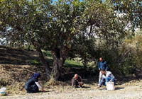 Ceviz ağacının dibinde neden oturulmaz? Bu bilgiyi ilk kez duyacaksınız