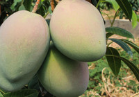 Kilosu değil tanesi bin liradan satılıyor! 3 yıl önce dikti şimdi para basıyor