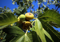 İncir ağacı yakınında oturanlar aman dikkat! Bu haberle birlikte hayatınız değişecek