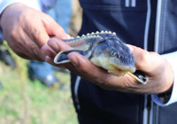 Çipli mersin balıkları, Yeşilırmak'a bırakıldı