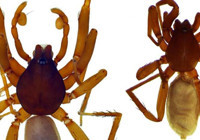 Antalya'da 8 yeni örümcek türü keşfedildi