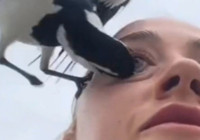 Gözüne kuş girdi! Kendi kendine video çekerken bir anda saldırdı