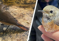 Kızılkuyruk kuşu tedavisinin ardından doğaya bırakıldı